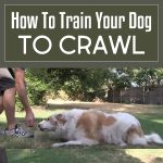 How To Train Your Dog To Crawl!