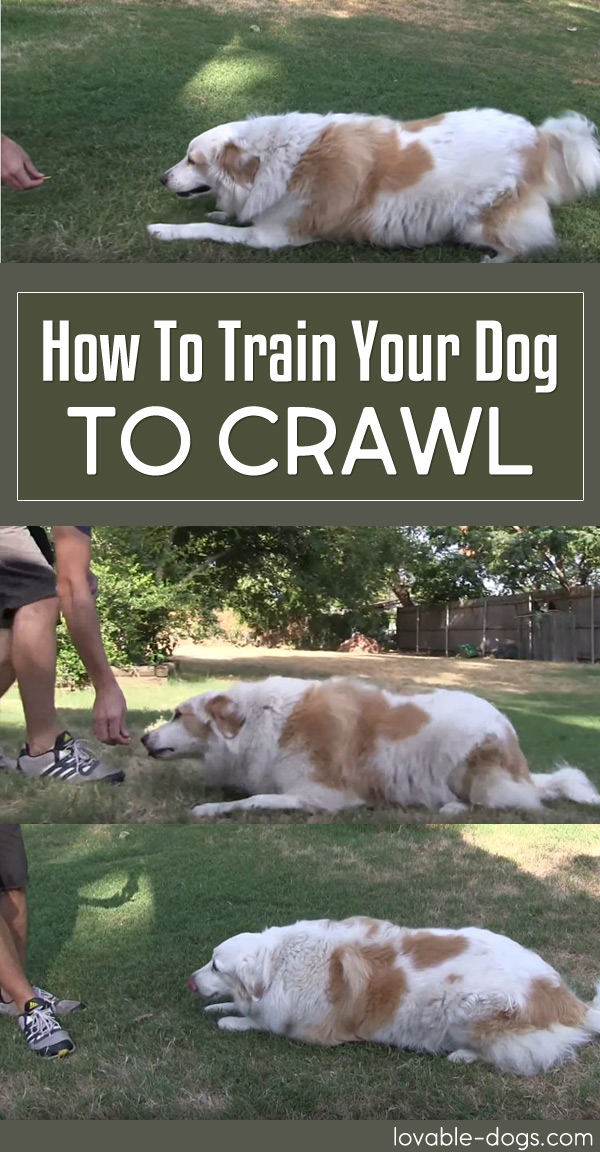 How To Train Your Dog To Crawl