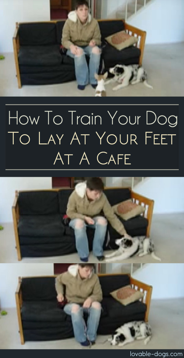 How To Train Your Dog To Lay At Your Feet At A Cafe
