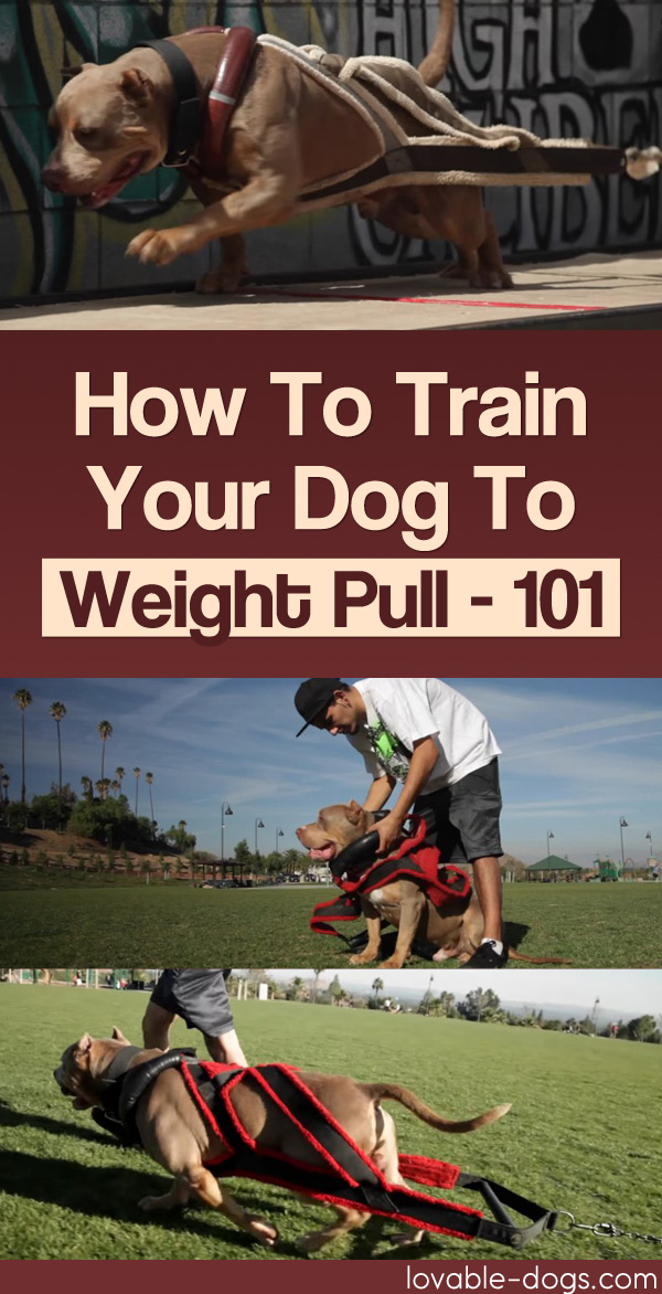 How To Train Your Dog To Weight Pull - 101