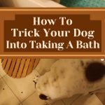 How To Trick Your Dog Into Taking A Bath