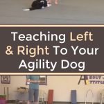 Teaching Left And Right To Your Agility Dog