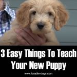 3 Easy Things To Teach Your New Puppy