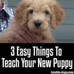 3 Easy Things To Teach Your New Puppy