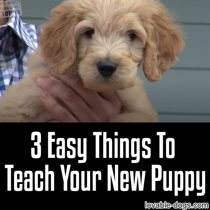 3 Easy Things To Teach Your New Puppy - WP