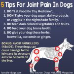 5 Tips For Joint Pain In Dogs