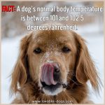 A Dog’s Normal Body Temperature