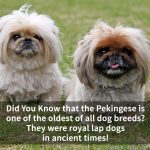 Pekingese Is One Of The Oldest Of All Dog Breeds