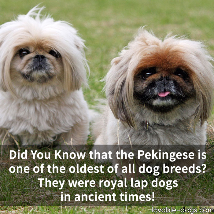 Did You Know That The Pekingese