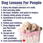 Dog Lessons For People