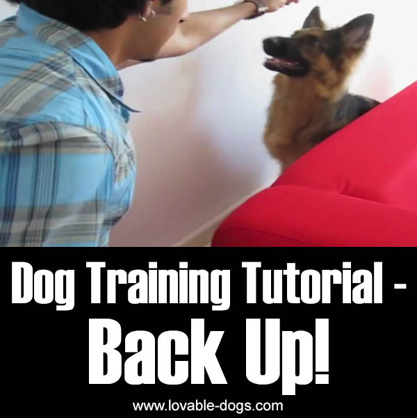 Dog Training Tutorial - Back Up