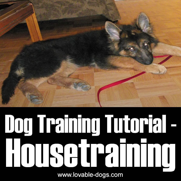 Dog Training Tutorial - Housetraining