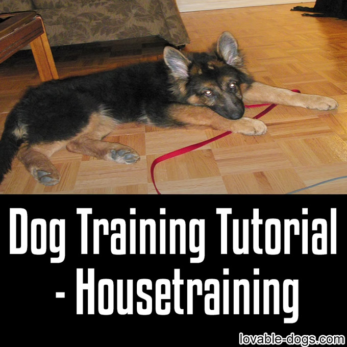 Dog Training Tutorial - Housetraining - WP