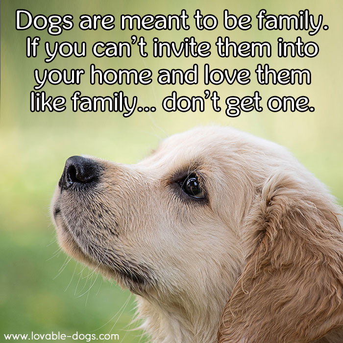 Dogs Are Meant To Be Family