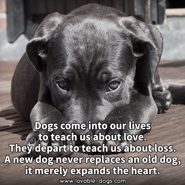 Dogs Come Into Our Lives To Teach Us About Love