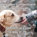 Dogs Don’t Understand The Word Loyalty