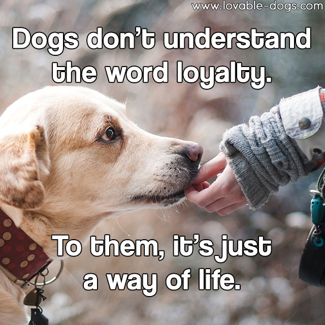 Dogs Don't Understand The Word Loyalty