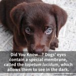 Dogs’ Eyes Contain A Special Membrane