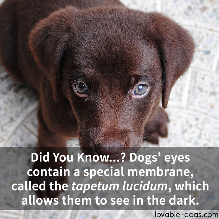 Dogs' Eyes Contain A Special Membrane