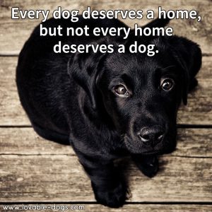 Lovable Dogs Every Dog Deserves A Home - Lovable Dogs