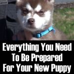 Everything You Need To Be Prepared For Your New Puppy