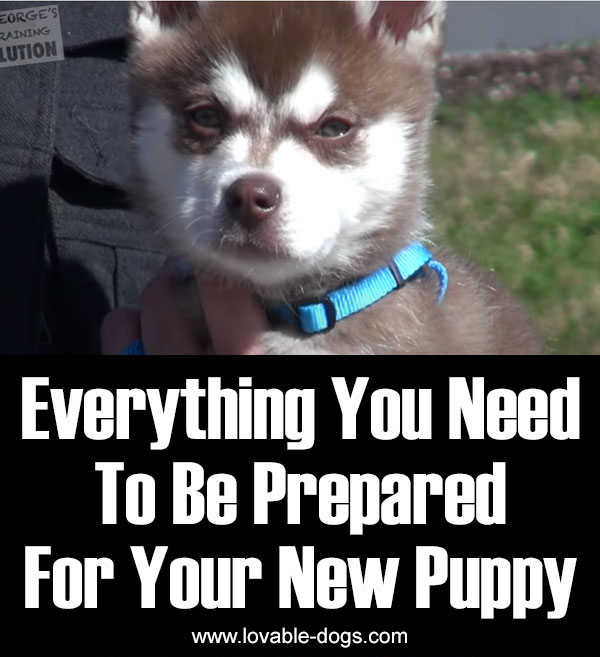 Everything You Need To Be Prepared For Your New Puppy