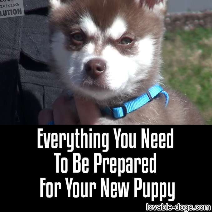 Everything You Need To Be Prepared For Your New Puppy - WP