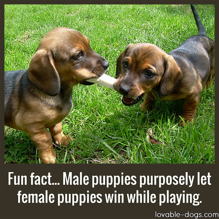 Fun Fact - Male Puppies Purposely Let Female Puppies Win While Playing
