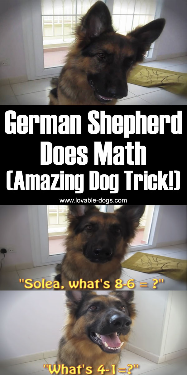 German Shepherd Does Math (Amazing Dog Trick!)