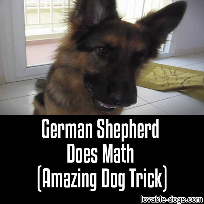 German Shepherd Does Math (Amazing Dog Trick) - WP