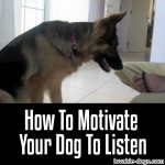 How To Motivate Your Dog To Listen