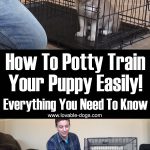 How To Potty Train your Puppy EASILY. Everything You Need To Know!