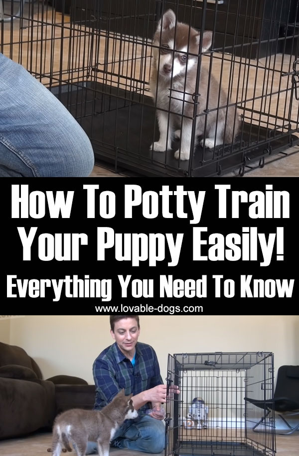 How To Potty Train Your Puppy Easily! Everything You Need To Know