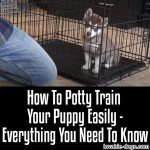 How To Potty Train your Puppy EASILY. Everything You Need To Know!