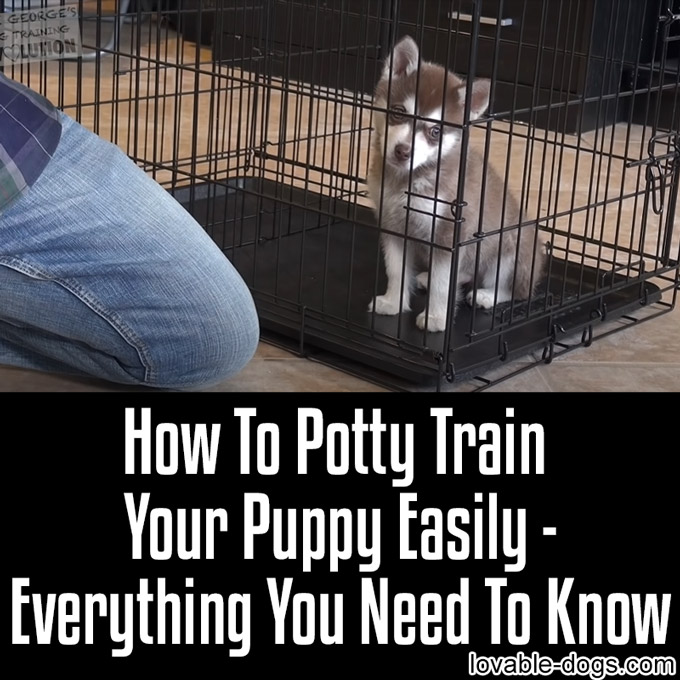 How To Potty Train Your Puppy Easily Everything You Need To Know - WP