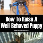How To Raise A Well-Behaved Puppy! (MUST-SEE)