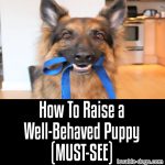 How To Raise A Well-Behaved Puppy! (MUST-SEE)