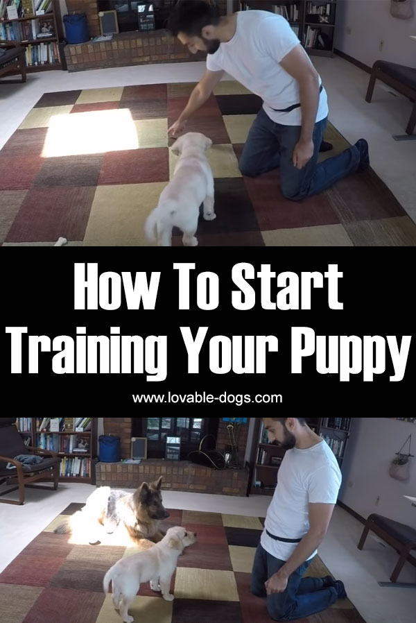 How To Start Training Your Puppy