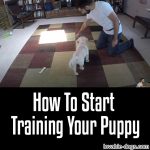 How To Start Training Your Puppy