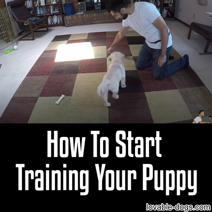 How To Start Training Your Puppy - WP