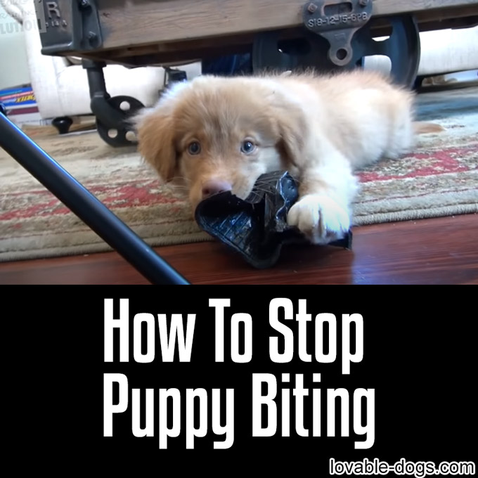 How To Stop Puppy Biting - WP