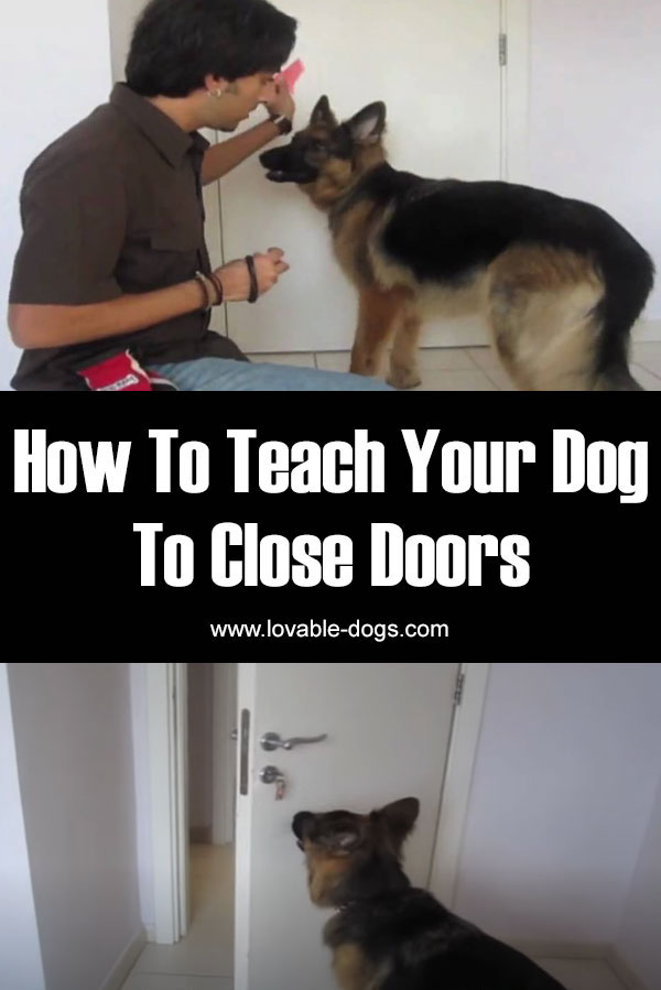 How To Teach Your Dog To Close Doors