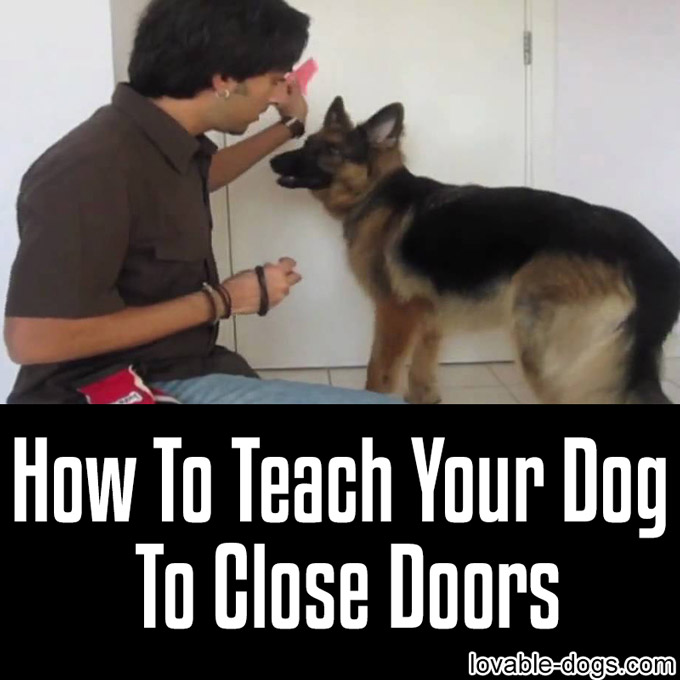 How To Teach Your Dog To Close Doors - WP