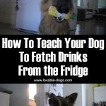 How To Teach Your Dog To Fetch Drinks From The Fridge