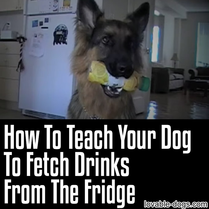 How To Teach Your Dog To Fetch Drinks From The Fridge - WP