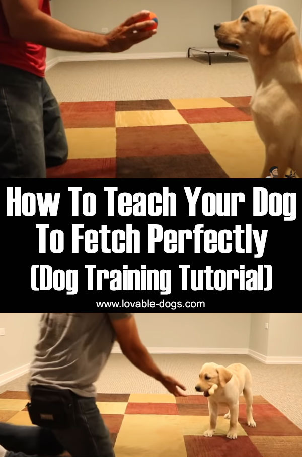 How To Teach Your Dog To Fetch Perfectly! (Dog Training Tutorial)