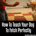 How To Teach Your Dog To Fetch Perfectly (Dog Training Tutorial)