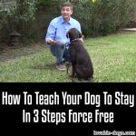 How To Teach Your Dog To Stay In 3 Steps Force Free