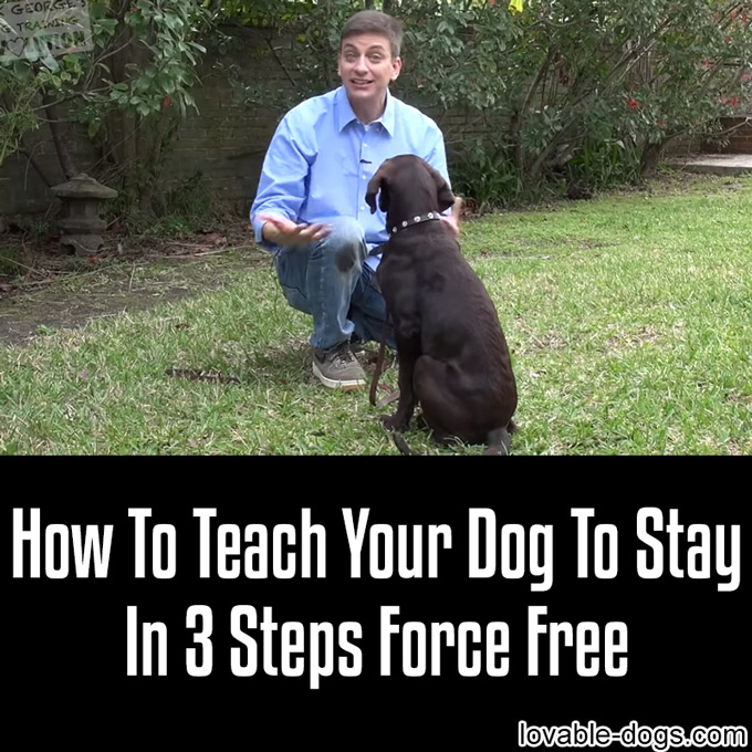 How To Teach Your Dog To Stay In 3 Steps Force Free - WP