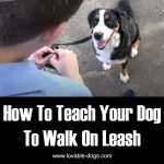 How To Teach Your Dog To Walk On Leash
